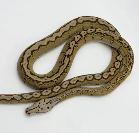 Animal from Caleb VanderPloeg's public collection