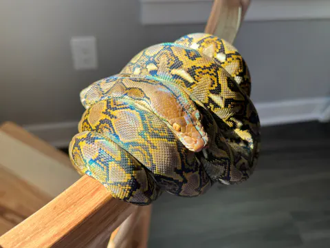 Animal from Stewart & Daughter Herpetofauna's public collection