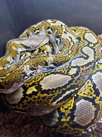 Animal from MayRay Exotics's public collection